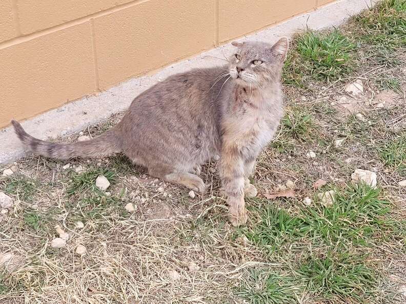 grey striped cat sitting outside