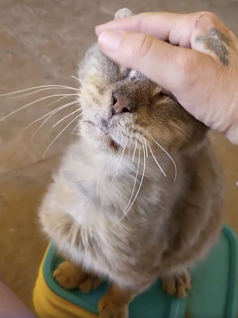 hand petting grey striped cat