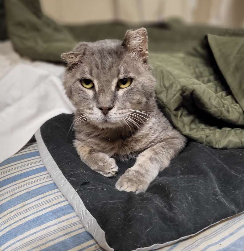 grey striped cat lying on bed