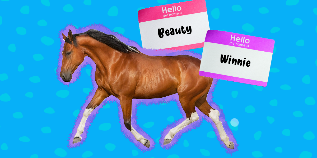 50 Horse Names To Fit Your New Pet’s Personality And Looks - DodoWell ...