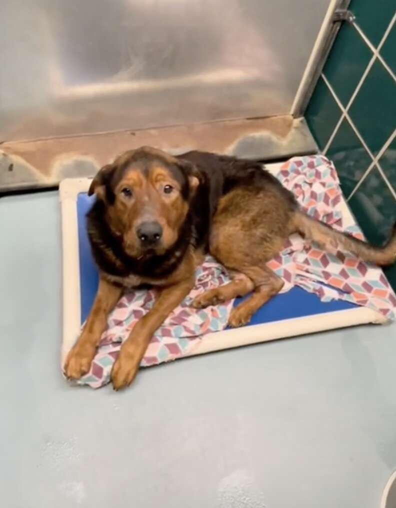 Bear The Shelter Dog Lost All Hope Then Rescued Moments Before Euthanasia -  The Dodo