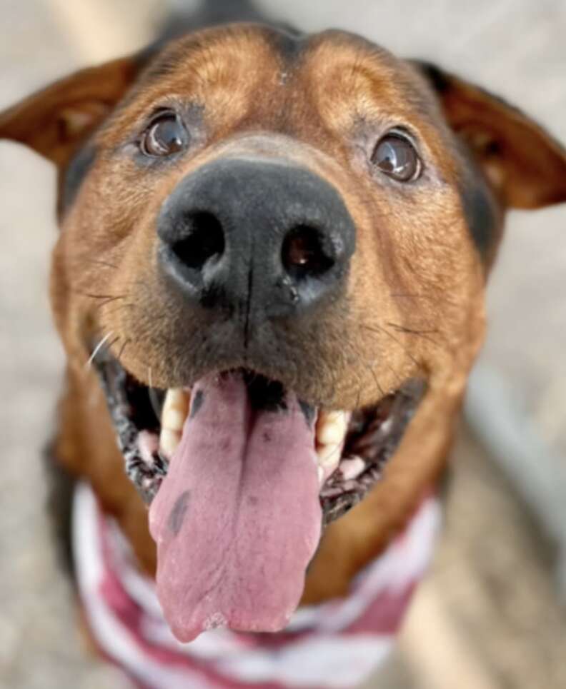 Bear The Shelter Dog Lost All Hope Then Rescued Moments Before Euthanasia -  The Dodo
