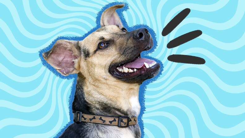 Silly dog discount videos for kids