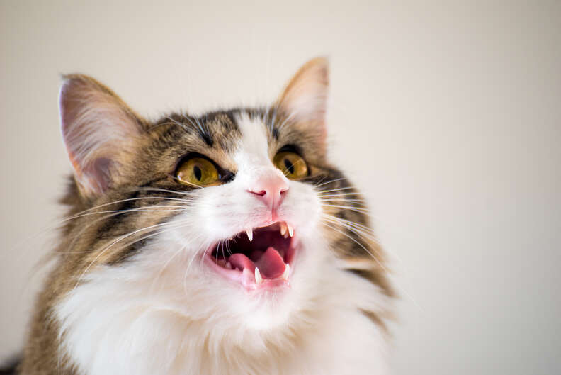 50 Cats With The Craziest Fur Markings