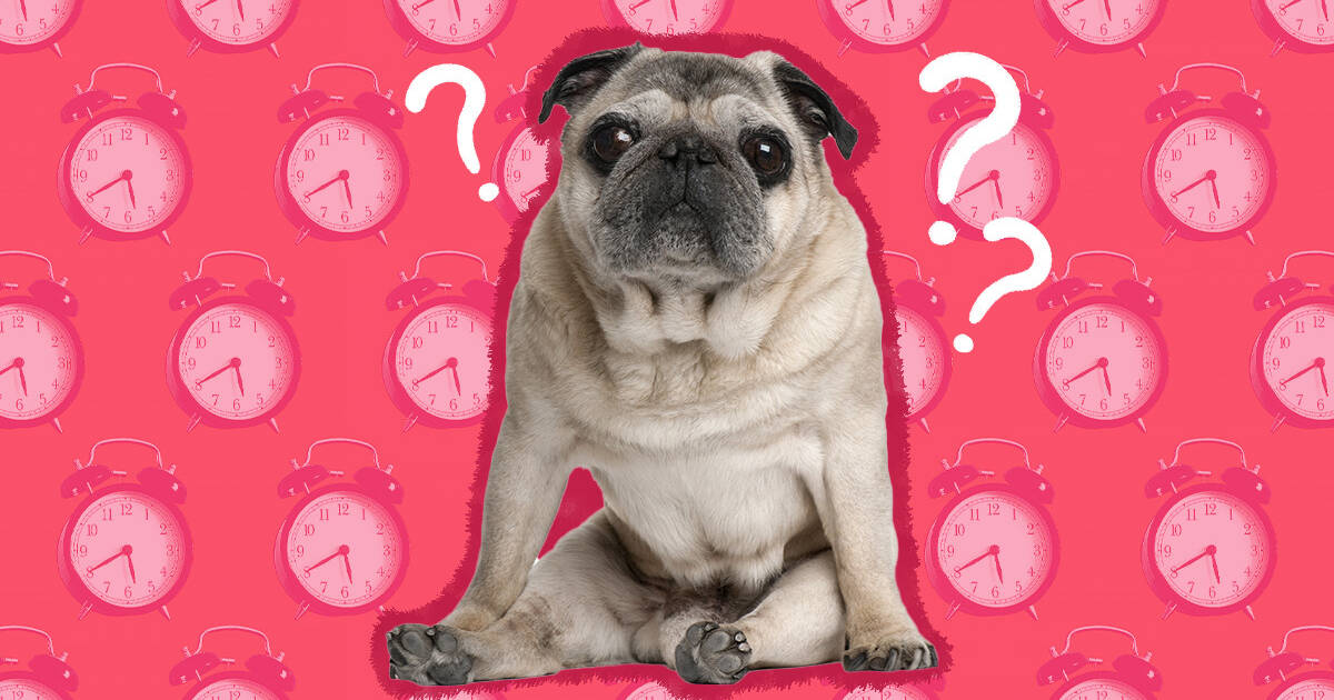 how long do pugs live in human years