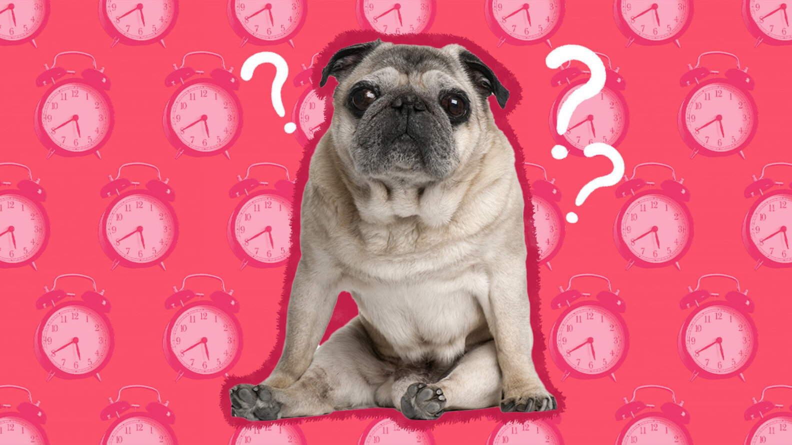How Long Do Pugs Live? A Veterinarian Weighs In DodoWell The Dodo