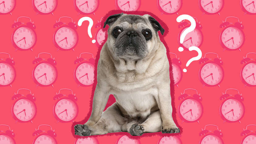 How Long Do Pugs Live? Unveiling the Lifespan Secrets