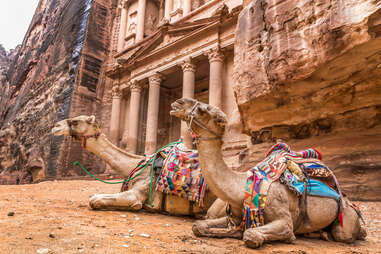 two camels resting near al khazneh treasury in petra, jordan