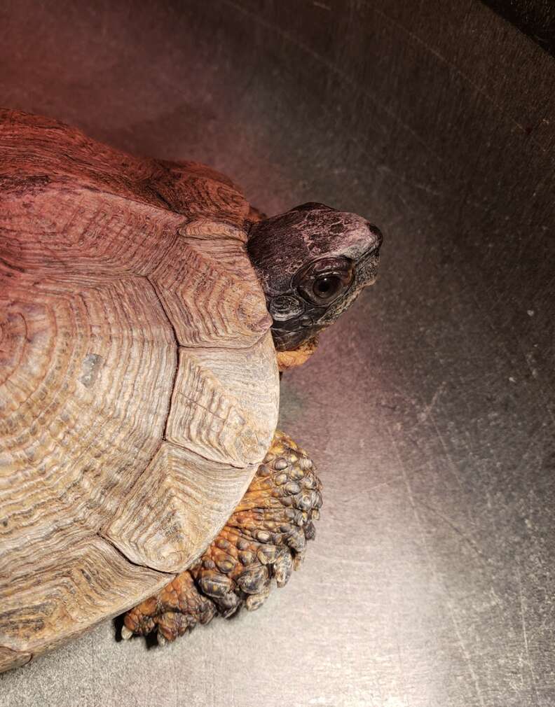 Professional Good Boy Won't Stop Until He's Sniffed Out Every Turtle In ...