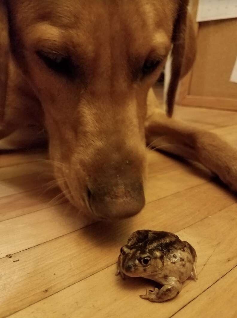 Labrador dog sniffing toad