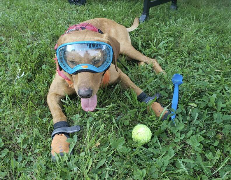 Labrador retriever wearing blue goggles lying in grass