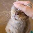 Senior Shelter Cat Nobody Wanted To Pet Finally Gets Best Head Scratches Ever