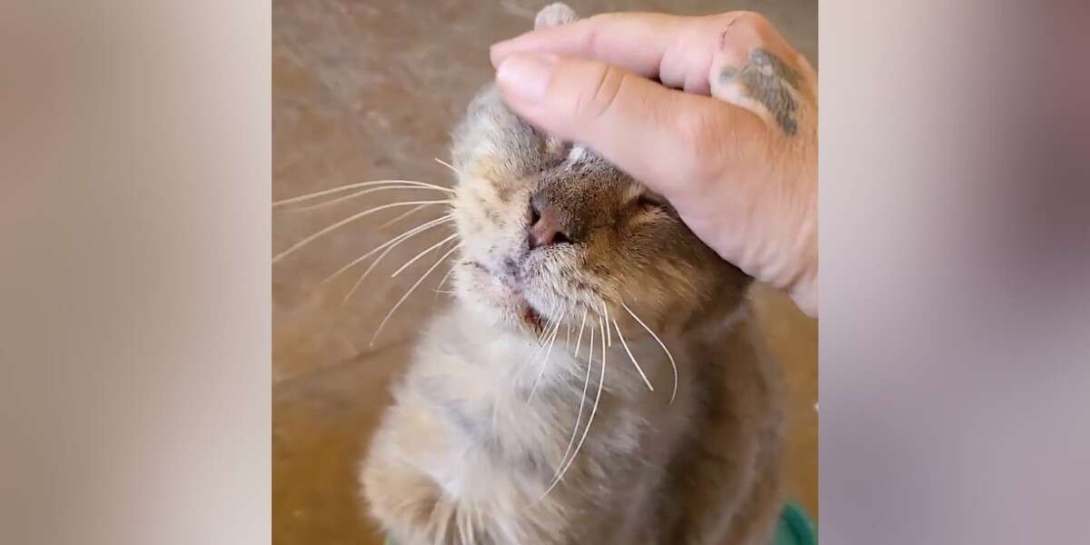Senior Shelter Cat Nobody Wanted To Pet Finally Gets Best Head Scratches Ever