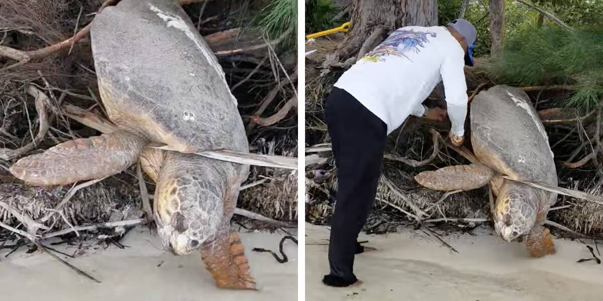 Giant Sea Turtle Trapped On Land Had Given Up Hope Of Ever Being Saved - The  Dodo
