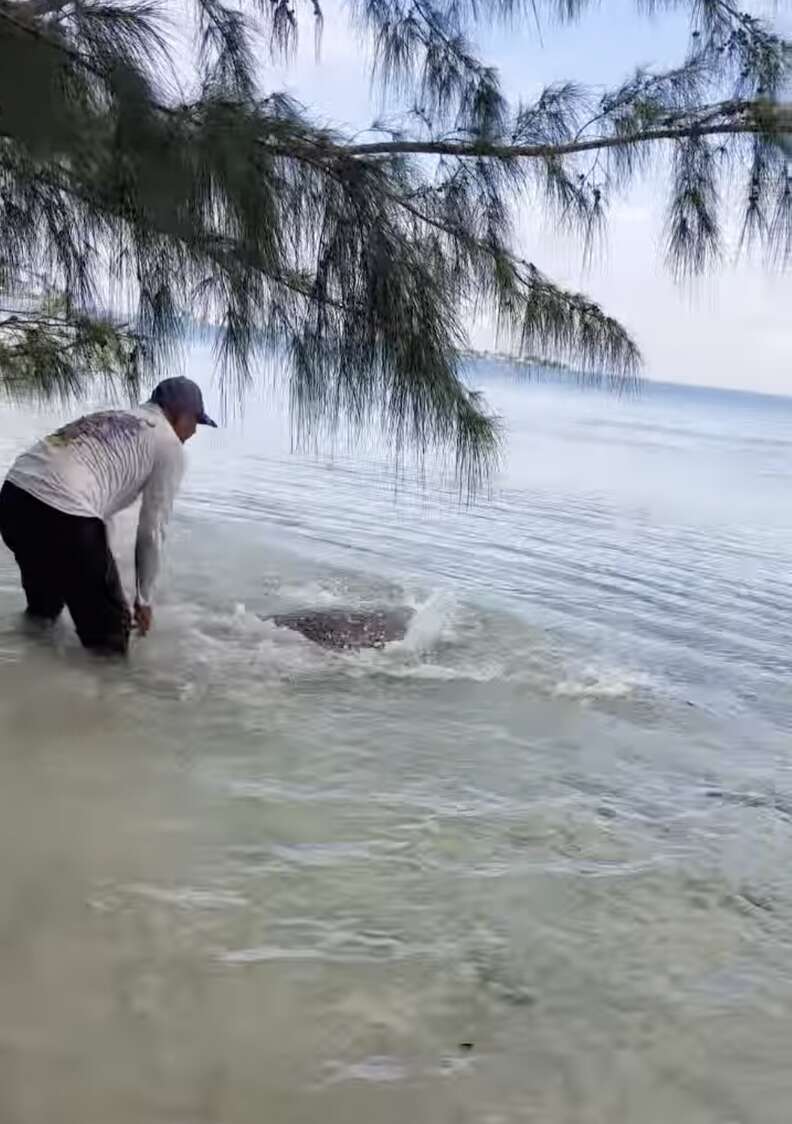 Giant Sea Turtle Trapped On Land Had Given Up Hope Of Ever Being Saved -  The Dodo