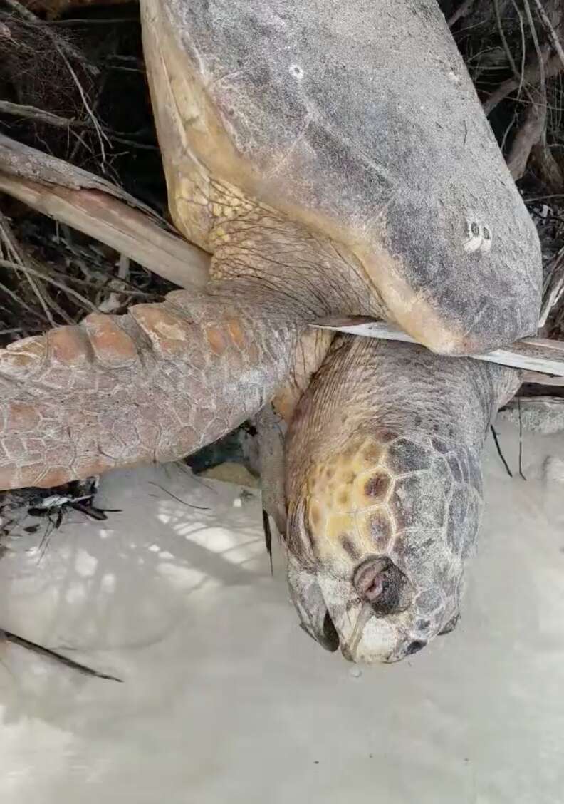 Giant Sea Turtle Trapped On Land Had Given Up Hope Of Ever Being Saved - The Dodo