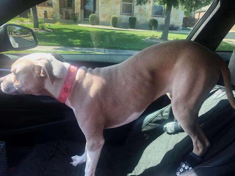 brown dog standing in a car