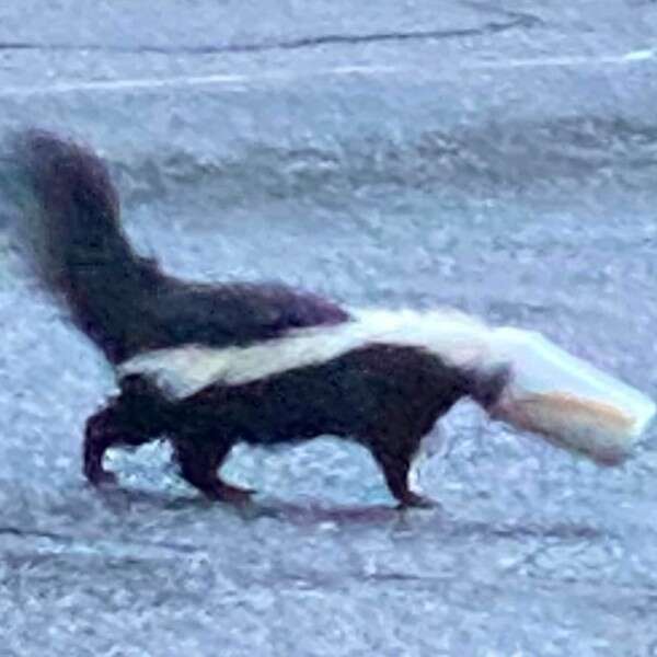 skunk with head stuck in cup