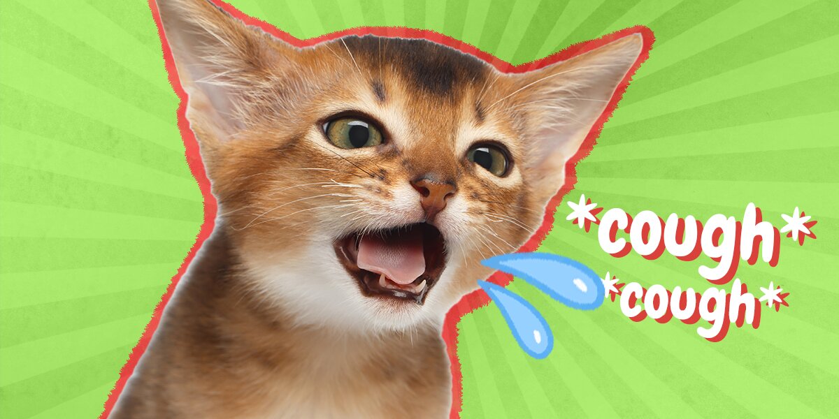 Cat Coughing Common Causes And What Pet Parents Should Know DodoWell Cat Coughing Common Causes And What Pet Parents Should Know DodoWell