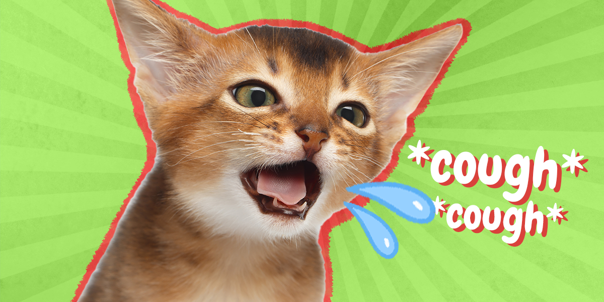 Cat Coughing Common Causes And What Pet Parents Should Know DodoWell 