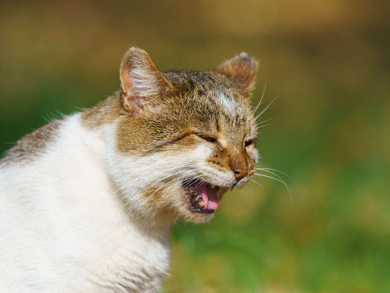 Viral cat coughing meme