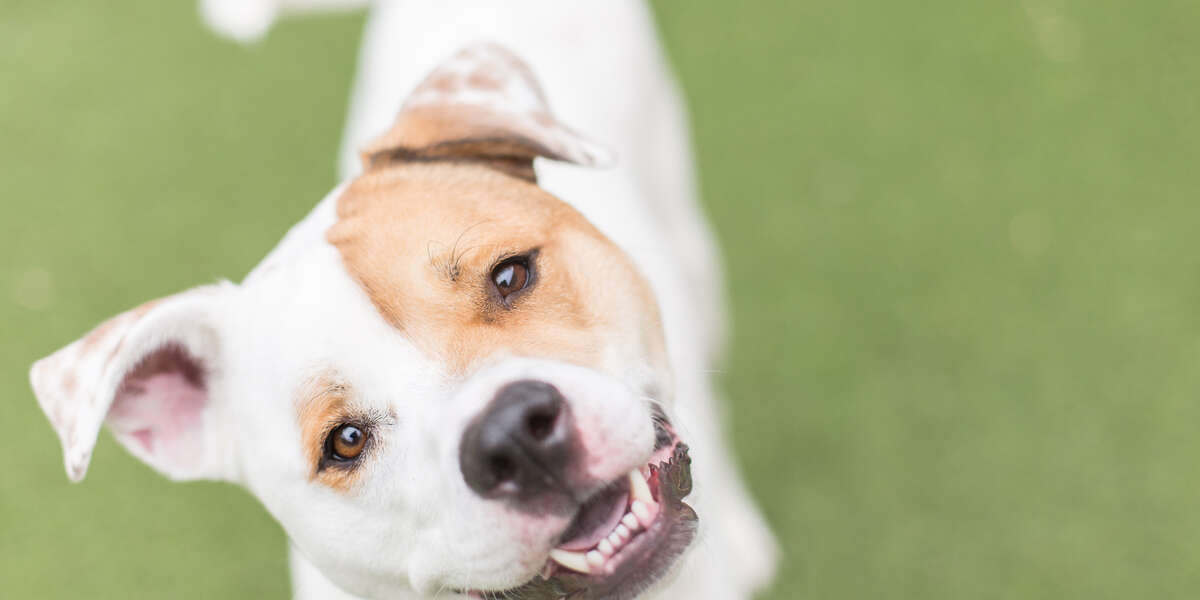 What Does It Mean When Your Dog Wags Its Tail