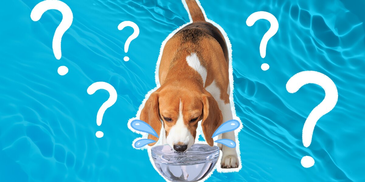 My dog drank deals blue toilet water