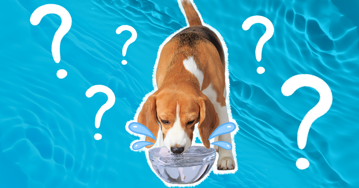 Beagle drinking hot sale excessive water