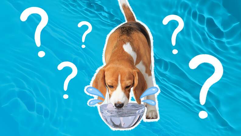 Dog Drinking A Lot Of Water? What Pet Parents Should Know - Dodowell - The  Dodo