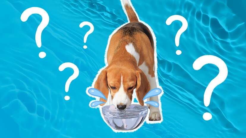 gabapentin dogs excessive thirst