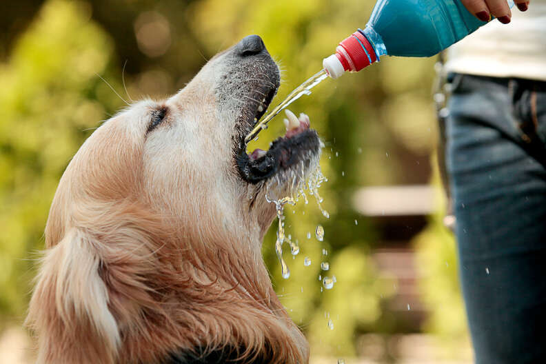 what can you put in dogs water to make them drink