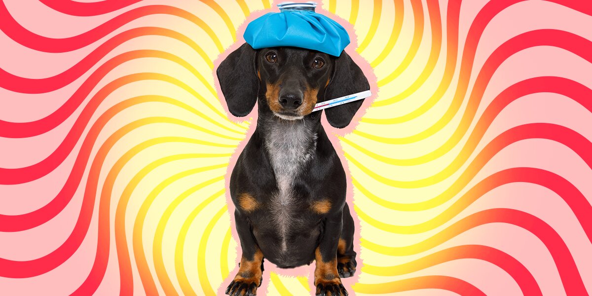 Normal Dog Temperature: Here’s The Average For Dogs And How To Check It ...