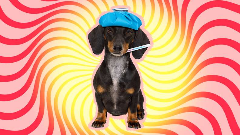 How to Use a Dog Thermometer (Vet-Approved Content)