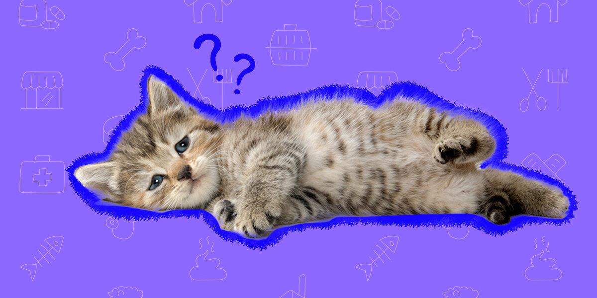 Fading Kitten Syndrome What Pet Parents Need To Know DodoWell