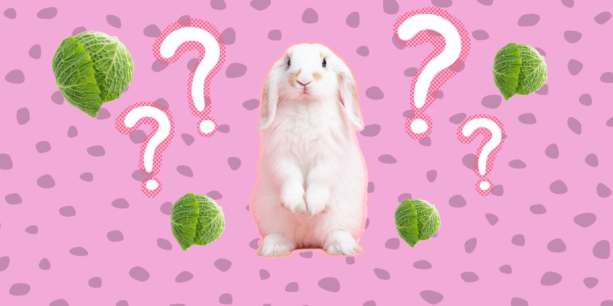 Best rabbit food sales brand