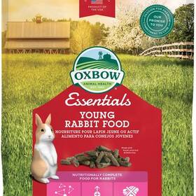 What Do Rabbits Eat As Pets Here Are The Best Foods According To An Expert DodoWell The Dodo