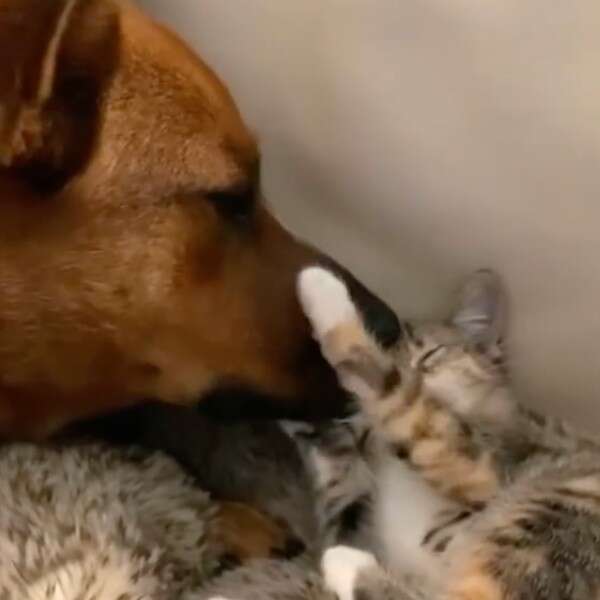 dog and cat cuddling 