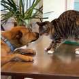 Dog And Cat See Each Other After A Year Apart — And Have The Sweetest Reunion 