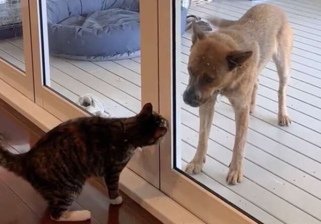 dog and cat look at each other through glass door 