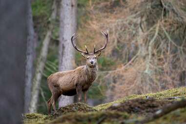 stag walking amongst pine trees in the cairngorms