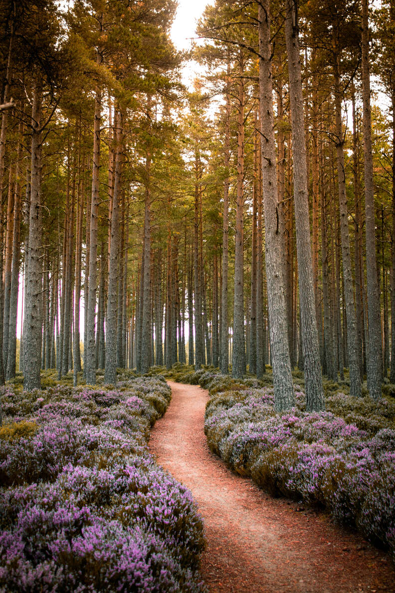 forest filled with wildflowers in cairngorm national park