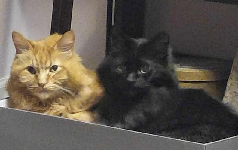 Orange and black cat sit in box together.