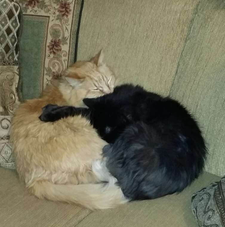 Orange and black cat sleep together.