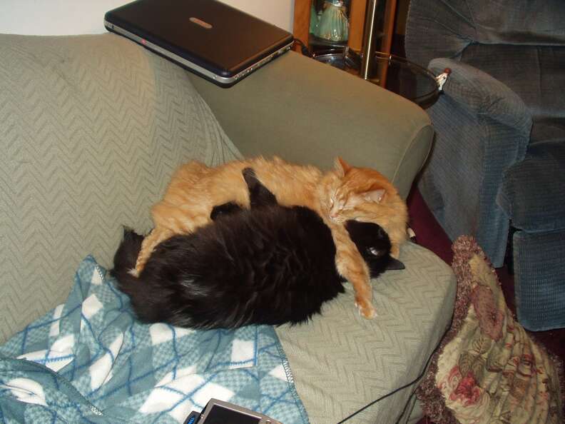 Orange and black cat sleep on couch together.