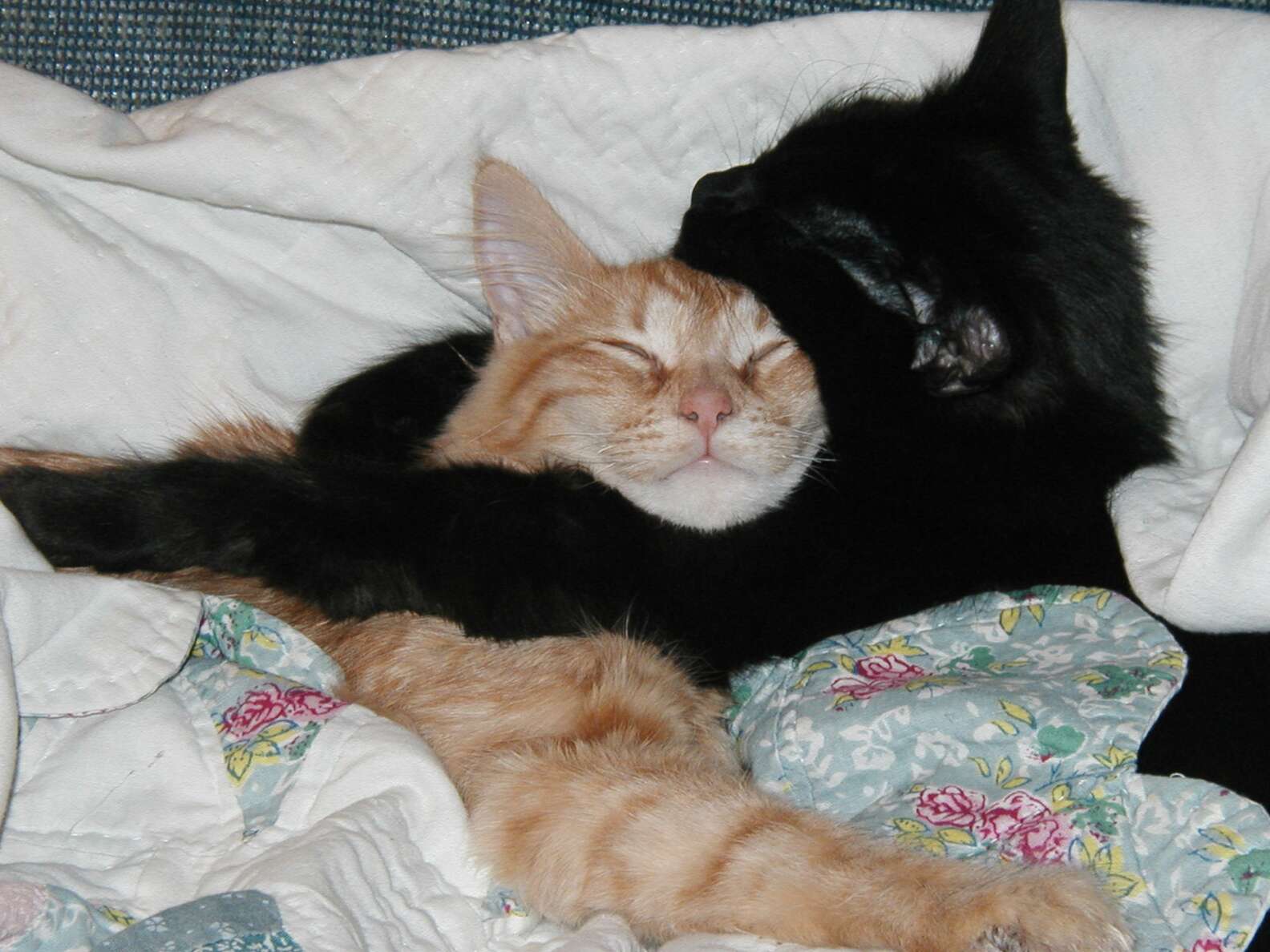 Котики спят в обнимку картинки