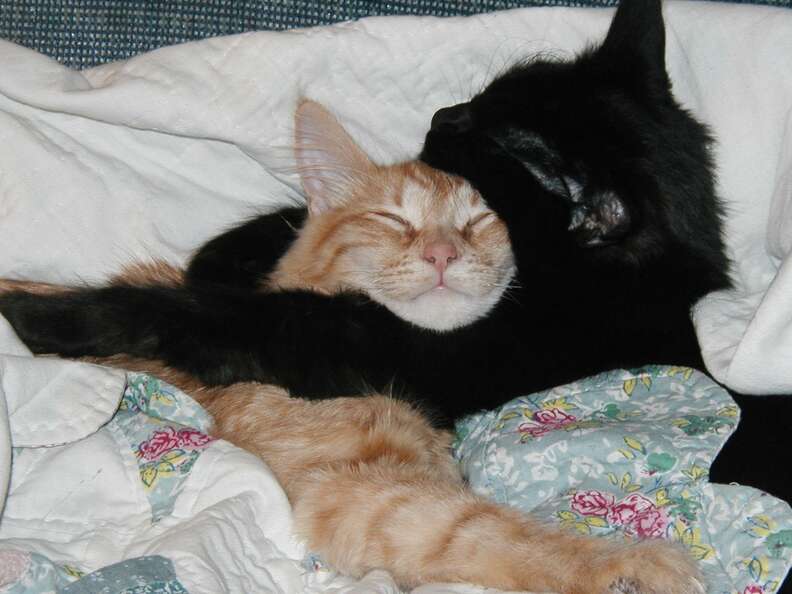 Orange and black cat sleep under covers together.