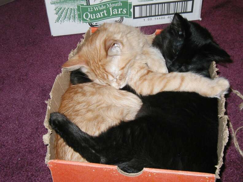 Orange and black cat nap in box together.