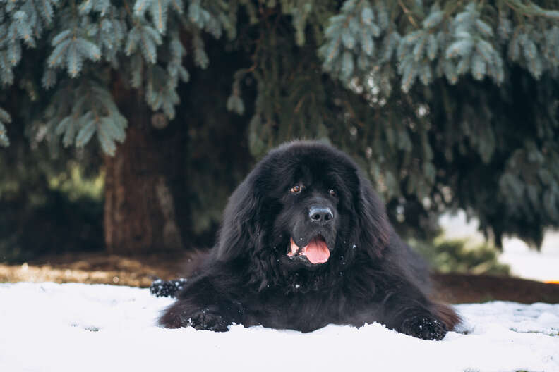 Fluffy dogs that store look like bears