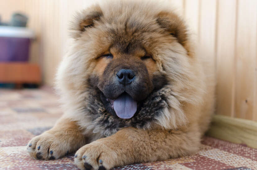 Giant fluffy dog that shop looks like a bear