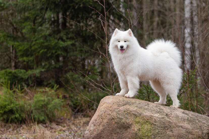 White dog that looks like store a bear